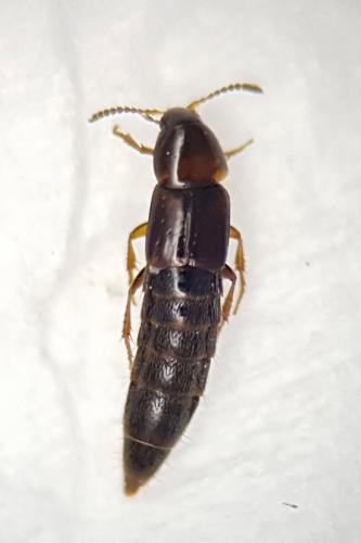 Réf. 243 919 : Mycetoporus sp.